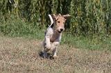 FOX TERRIER 074